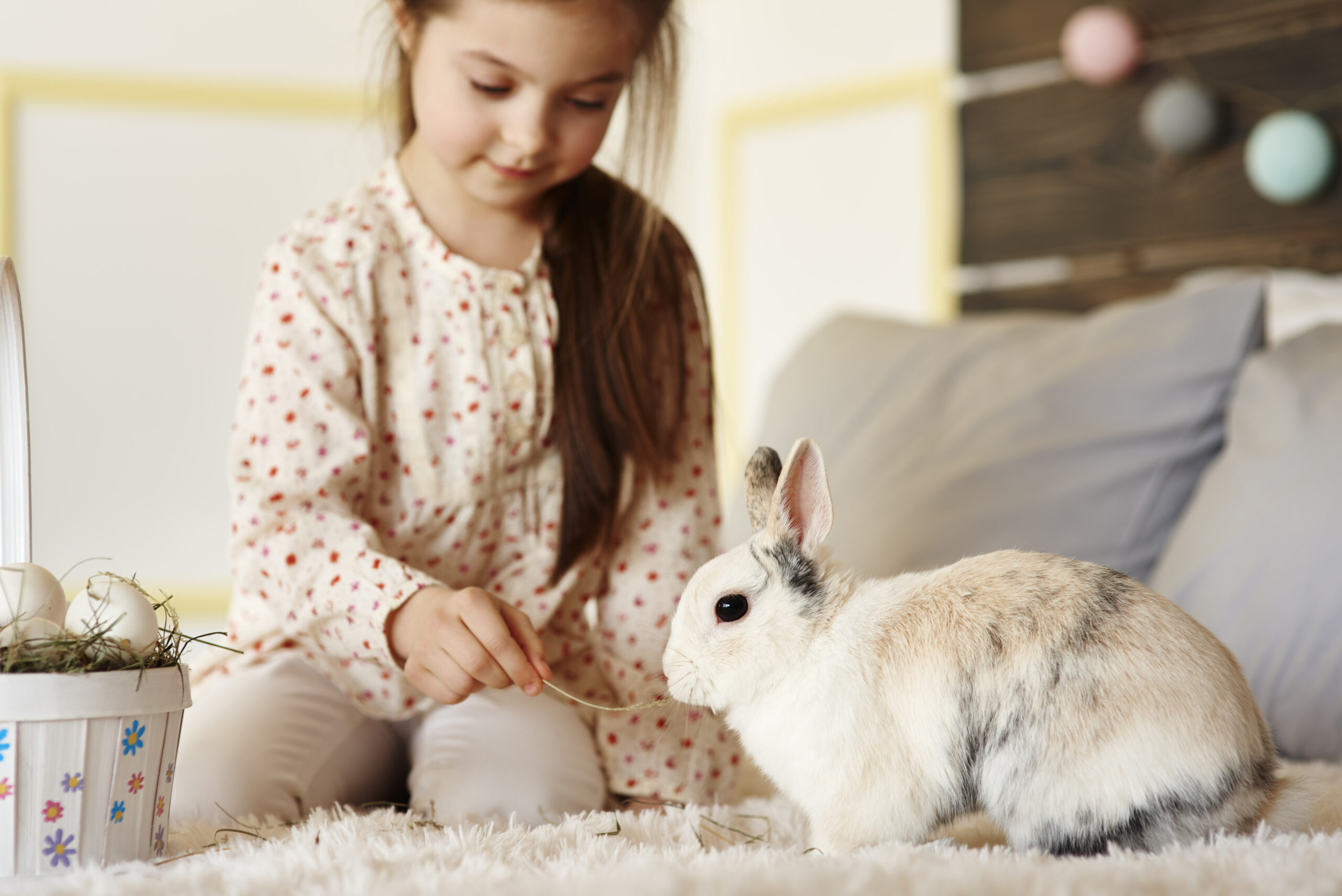 Come gestire un piccolo coniglietto a casa!